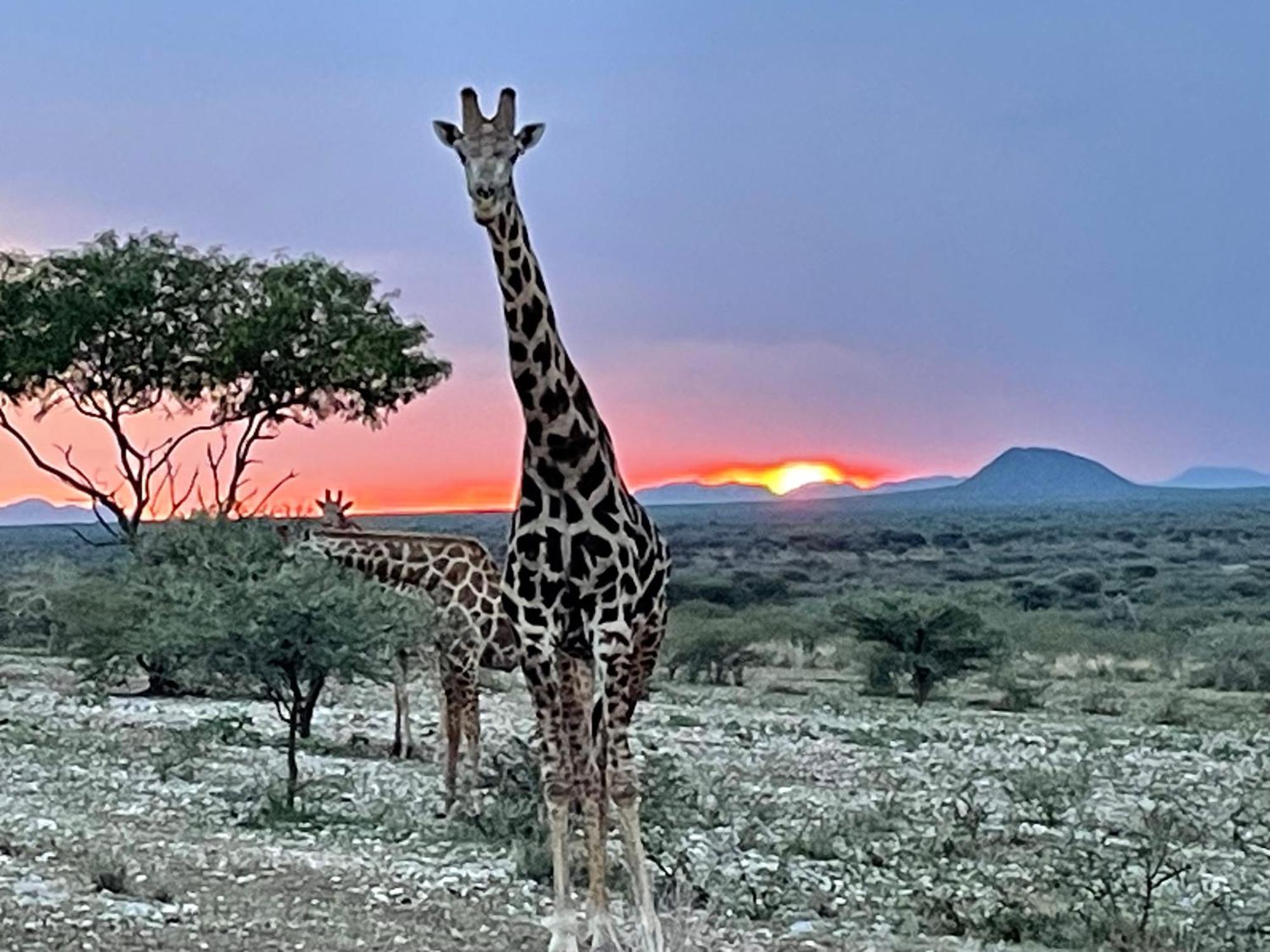 Aloegrove Safari Lodge オチワロンゴ エクステリア 写真
