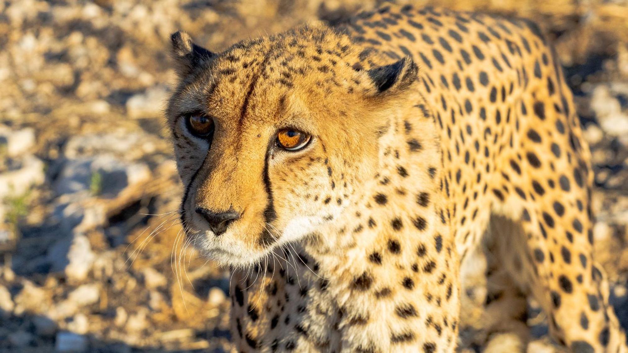 Aloegrove Safari Lodge オチワロンゴ エクステリア 写真