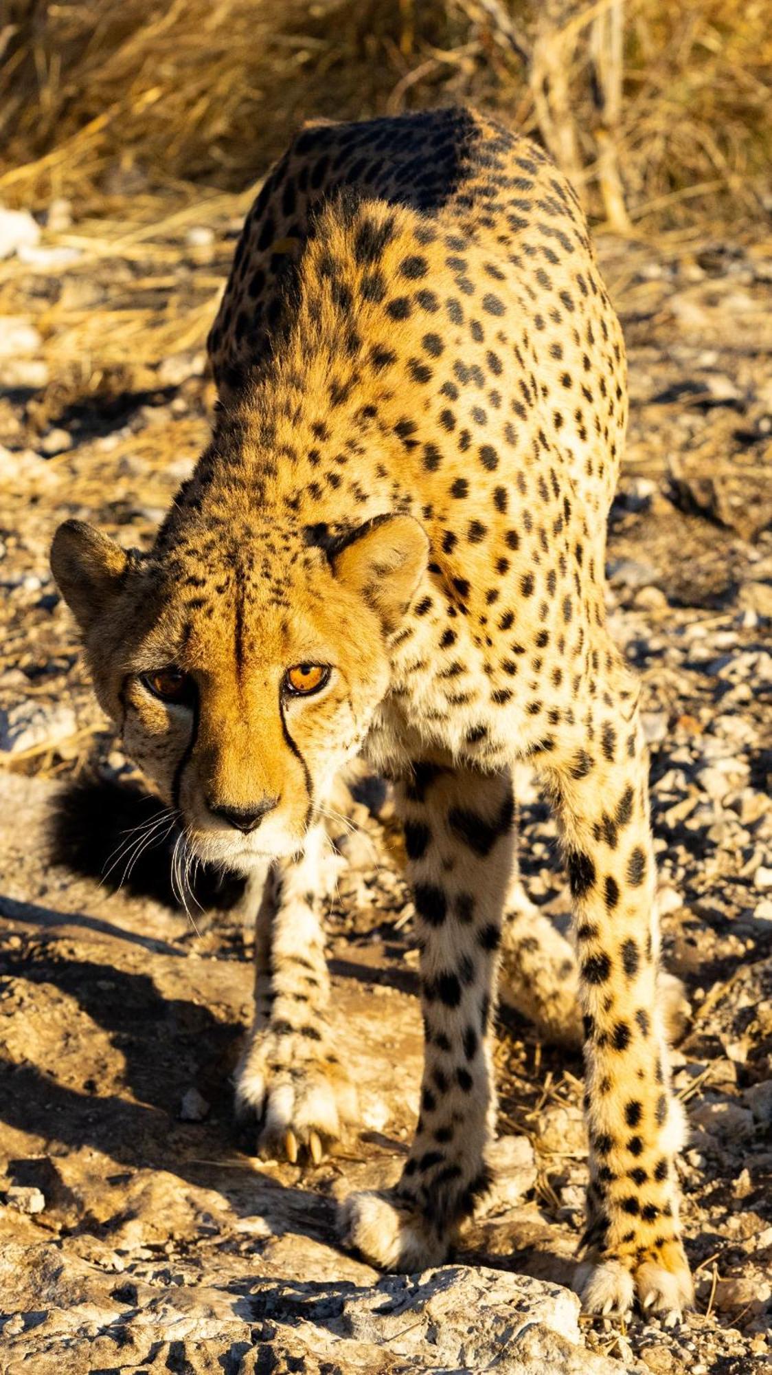 Aloegrove Safari Lodge オチワロンゴ エクステリア 写真