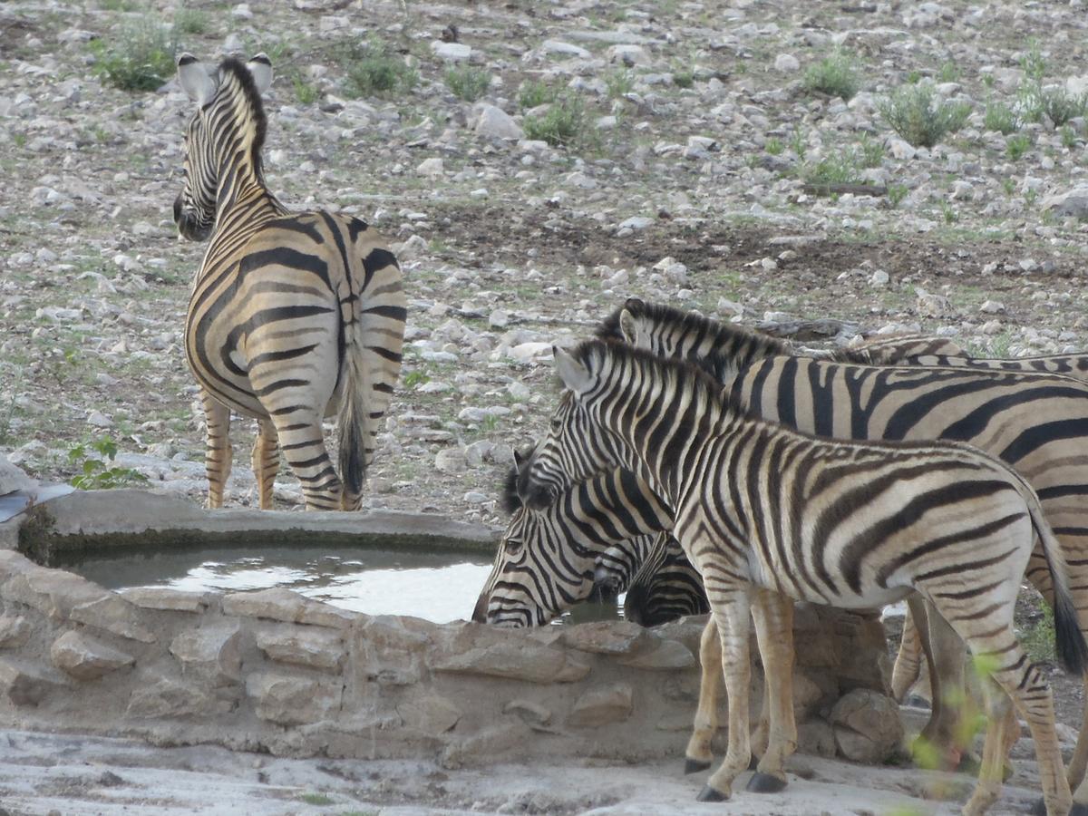 Aloegrove Safari Lodge オチワロンゴ エクステリア 写真