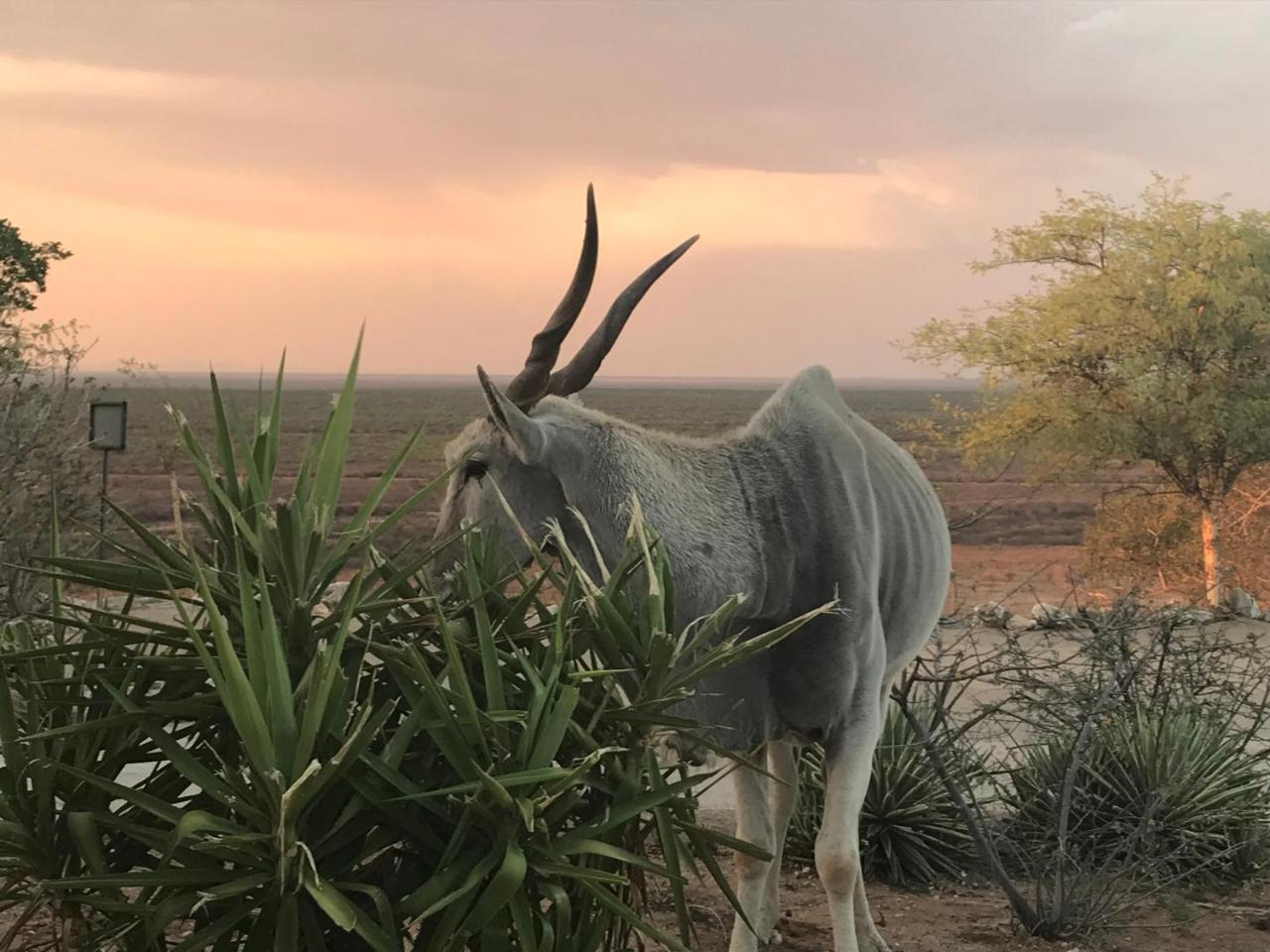 Aloegrove Safari Lodge オチワロンゴ エクステリア 写真